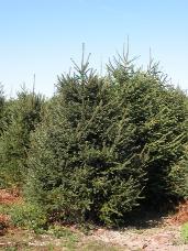 Norway Spruce